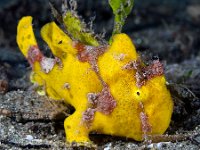 Yellow Longlure Frogfish Saba